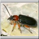 Oulema melanopus - Rothalsige Getreidehaehnchen 03.jpg